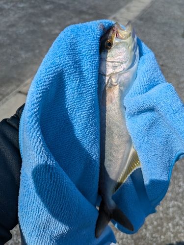 ショゴの釣果