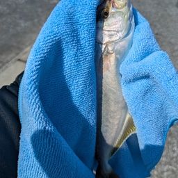 ショゴ