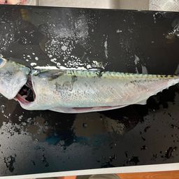 ゴマサバ