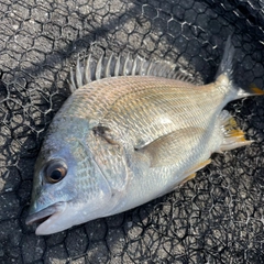 キビレの釣果