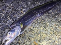 テンジクタチの釣果