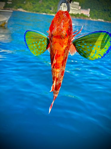 ホウボウの釣果