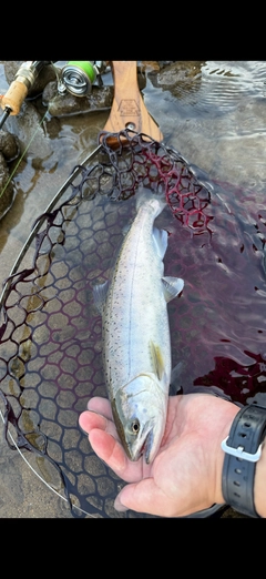 ヤマメの釣果