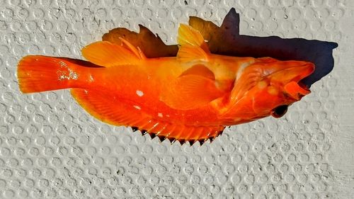 アカハタの釣果