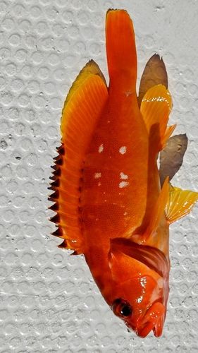 アカハタの釣果