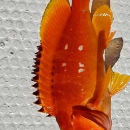 アカハタ