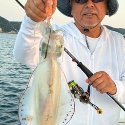 アオリイカ