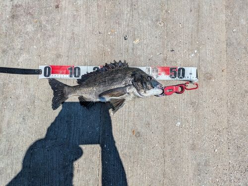 チヌの釣果