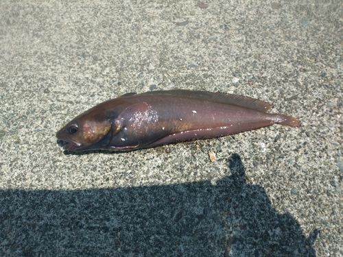 ドンコの釣果