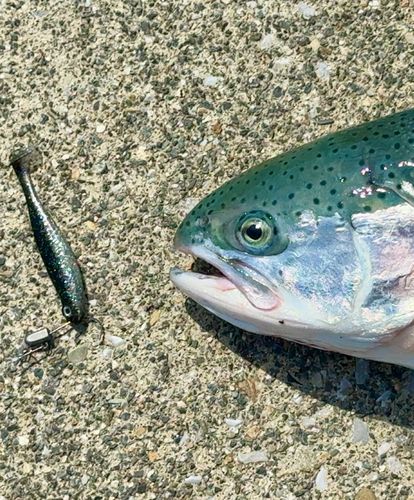 サクラマスの釣果