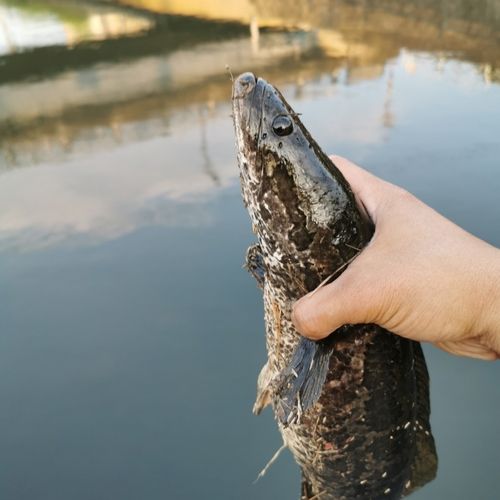 ライギョの釣果