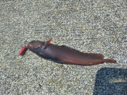 ドンコの釣果