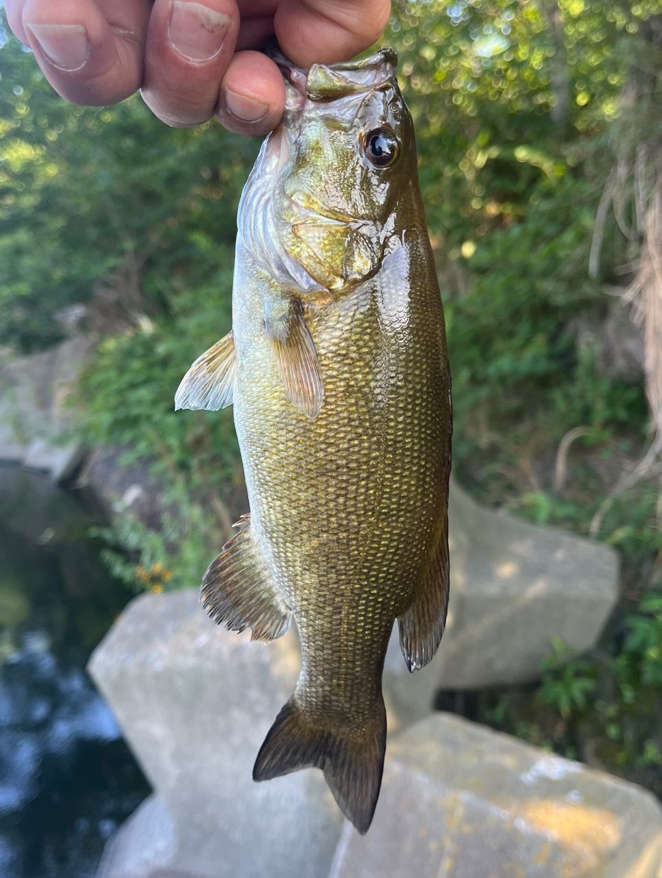 スモールマウスバス