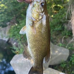 スモールマウスバス