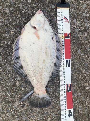 カレイの釣果