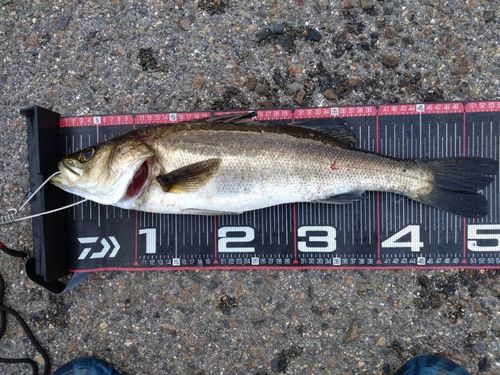 ハネ（マルスズキ）の釣果