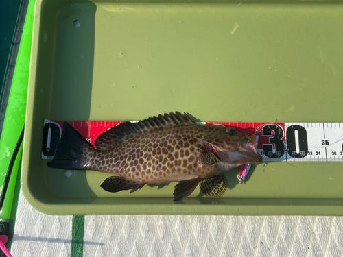 オオモンハタの釣果