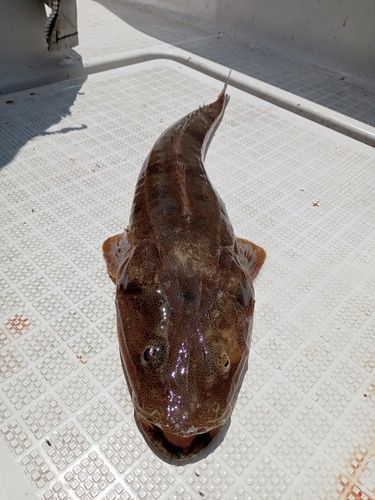 マゴチの釣果