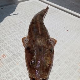 マゴチ