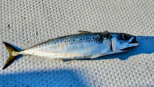 ゴマサバの釣果