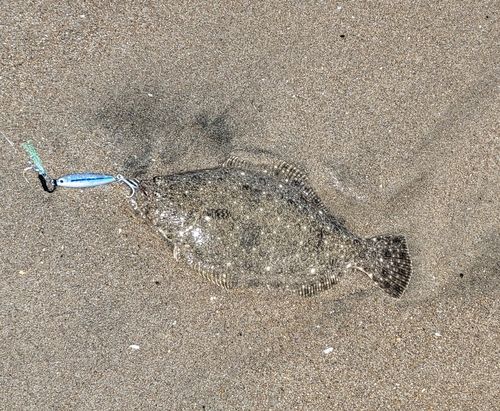 ソゲの釣果