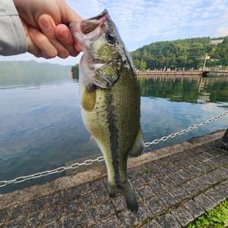 ラージマウスバス