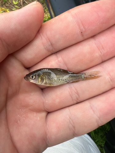 ギンブナの釣果