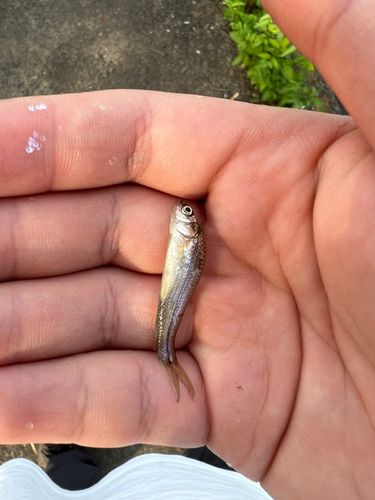 モロコの釣果