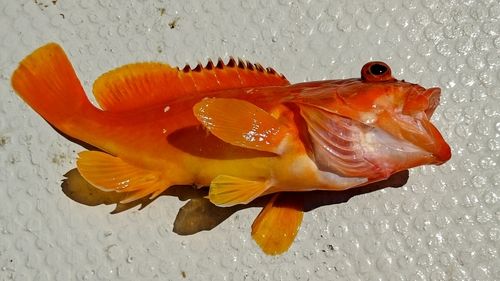 アカハタの釣果