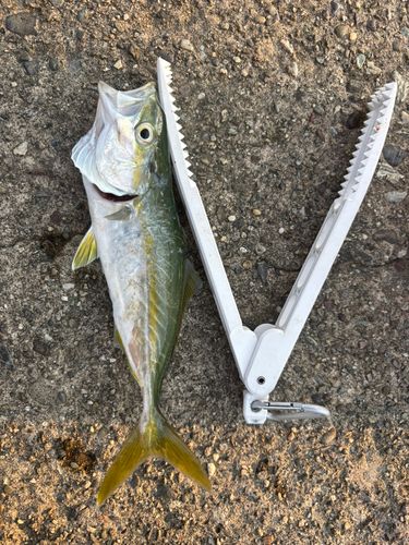ツバスの釣果