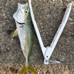 ツバス