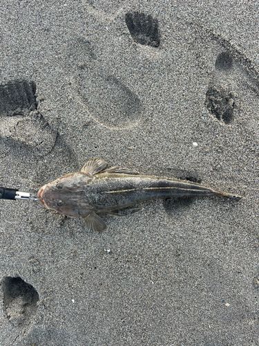コチの釣果
