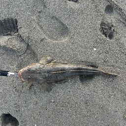 コチ