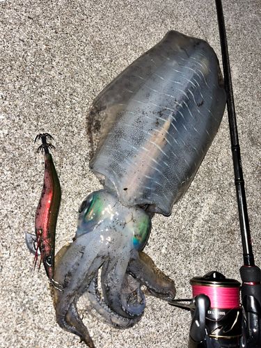 アオリイカの釣果