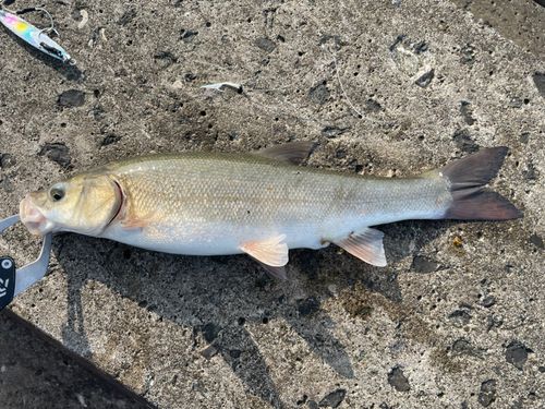 ウグイの釣果