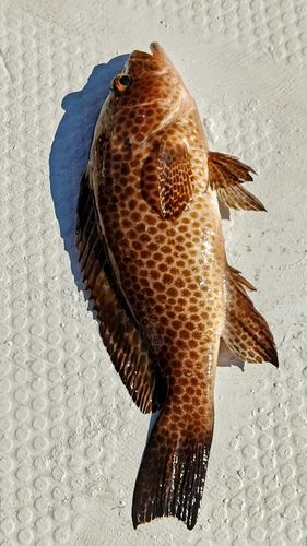 オオモンハタの釣果