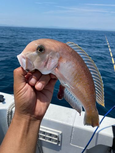 シロアマダイの釣果