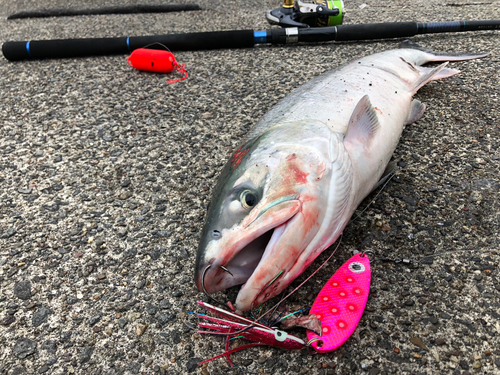 シロザケの釣果