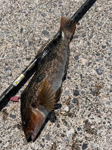 アイナメの釣果