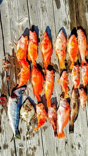 オオモンハタの釣果