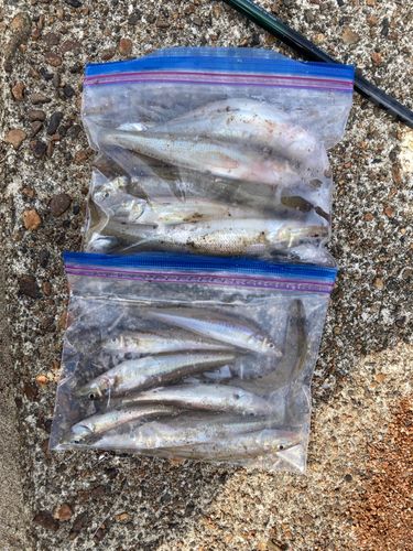 シロギスの釣果