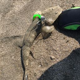 マゴチ
