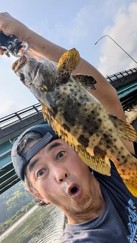 チャイロマルハタの釣果
