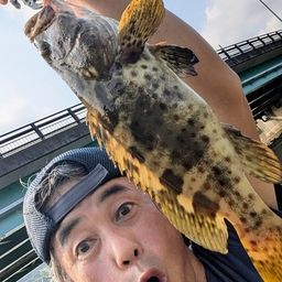 チャイロマルハタ