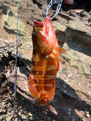 アカハタの釣果