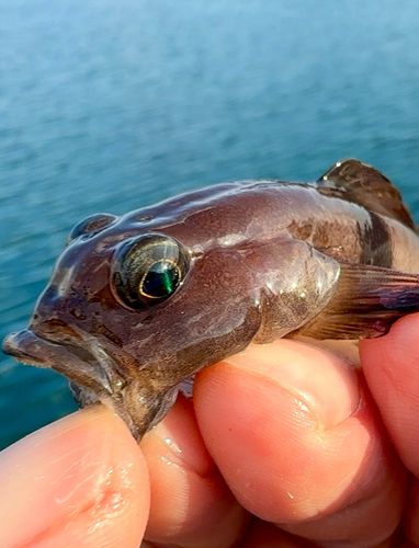 リュウグウハゼの釣果