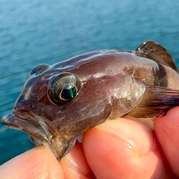 リュウグウハゼ