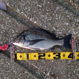 クロダイ