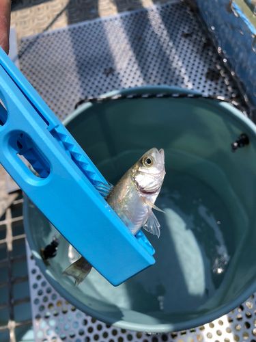 セイゴ（ヒラスズキ）の釣果