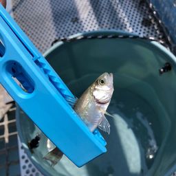 セイゴ（ヒラスズキ）